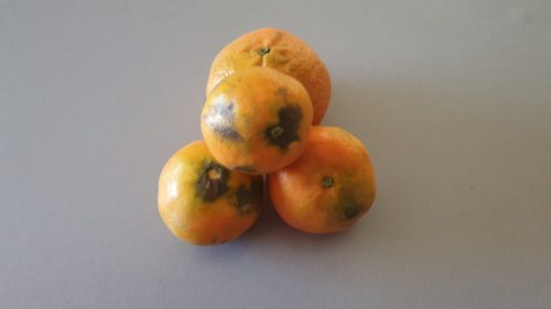 mandarinas feas